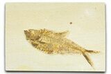 Detailed Fossil Fish (Diplomystus) - Wyoming #367556-1